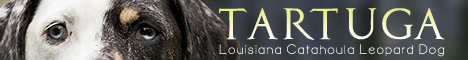 Louisianský leopardí pes CHS Tartuga